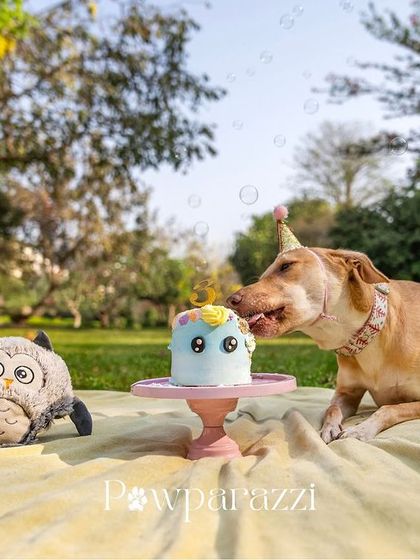 Pawparazzi By Prathima - Pet Milestone Photography Birthday Bashes & Cake Smashes photo 3
