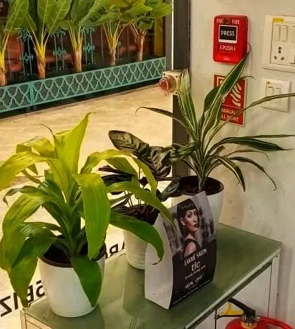 I placed a trio of potted plants, including a Dracaena, on a console table near the salon entrance. This arrangement creates an immediate impression of freshness and care, welcoming clients as soon as they walk in.