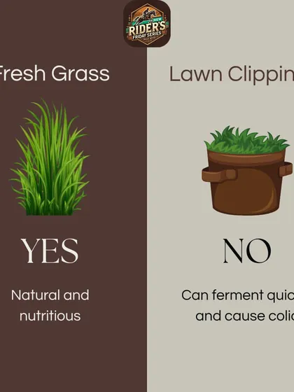 While fresh grass is a natural and nutritious food source, lawn clippings are a major danger. They can ferment quickly and cause colic, a serious digestive issue in horses.