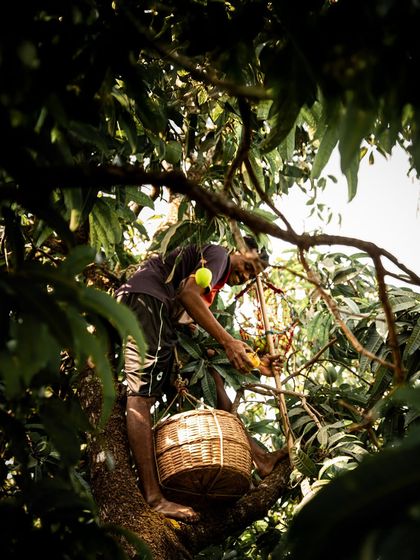 Brand Storytelling: The Konkan Mango Harvest photo 7