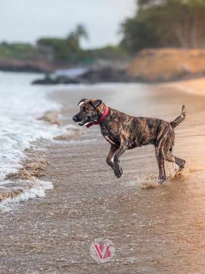A brindle dog caught mid-air while running on the beach. The golden light and splashing water make for a dynamic and beautiful action shot.