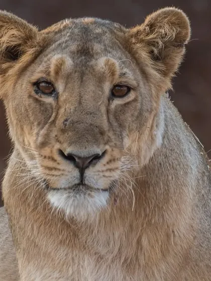 A portrait of a beautiful Asiatic lioness from Gir.