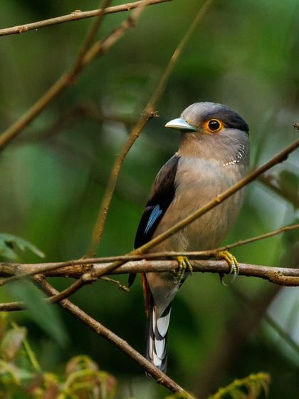 Another view of the Silver-breasted Broadbill, found in the forests of Northeast India.