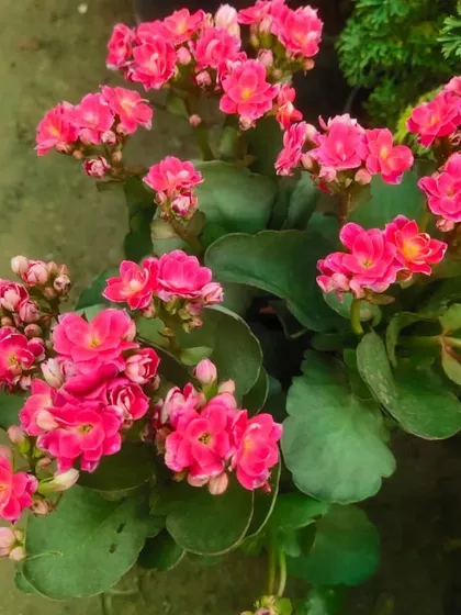A close-up of a healthy pink Kalanchoe plant, showing its dense clusters of flowers. These are some of the easiest flowering plants to care for.
