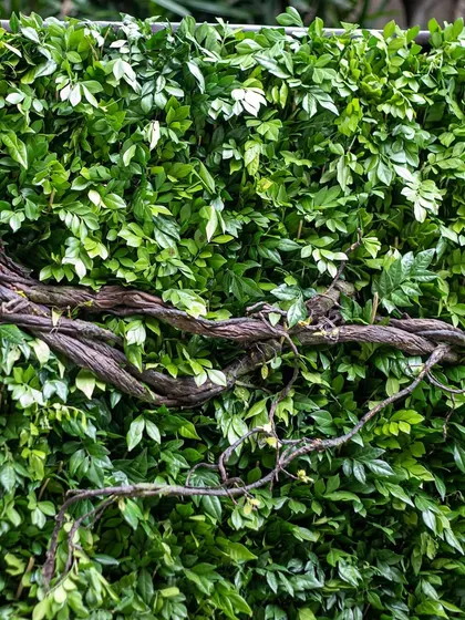 A dense wall of natural green foliage with interwoven vines. This type of living wall can be used as a lush photo backdrop or as a way to bring the organic beauty of a garden into any wedding venue.