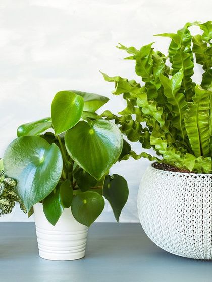 A trio of textured plants in stylish white pots. The collection includes a Hypoestes (Polka Dot Plant), a Peperomia, and a Bird's Nest Fern, perfect for adding detailed greenery to a shelf or tabletop.