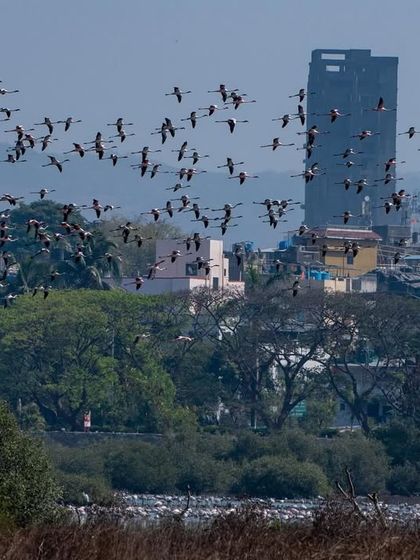 The contrast of the natural flock against the modern architecture of the city is a key theme of my Navi Mumbai photo tours.