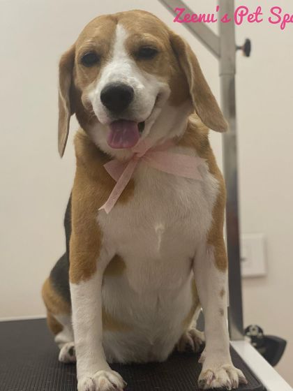 Zeenu's Pet Spa - Dog Grooming & Spa Cocker Spaniels & Beagles photo 6