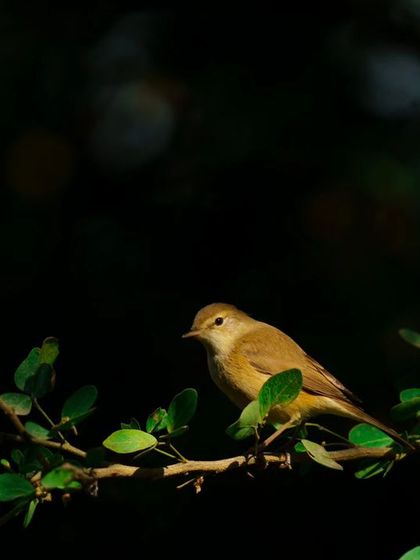 Another warbler perched in the shadows, with soft light catching its feathers.