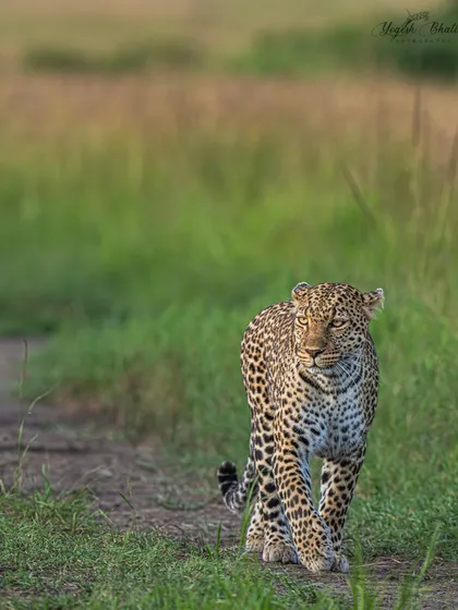 A leopard on the move. I composed this shot by leaving more space on the side where her head was turning. This simple compositional rule enhances the narrative flow and sense of direction.