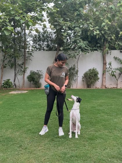 TinTin practicing his 'sit-stay' in the yard. His focus has improved dramatically during his residency.