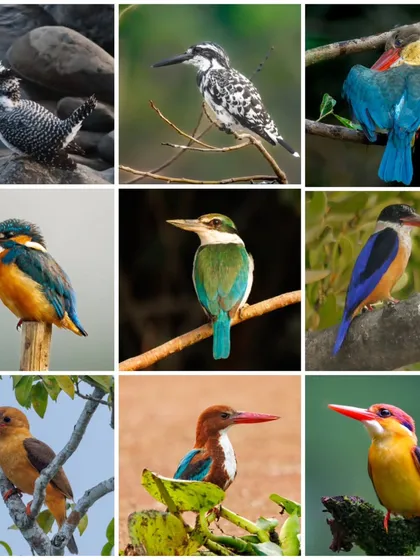 This collage is the culmination of a personal quest to document all nine kingfisher species found in India. From the large Crested Kingfisher to the tiny Oriental Dwarf Kingfisher, each bird is a jewel of our subcontinent's rich biodiversity.