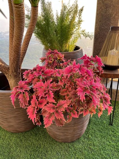 Colorful & Exotic Foliage photo 3