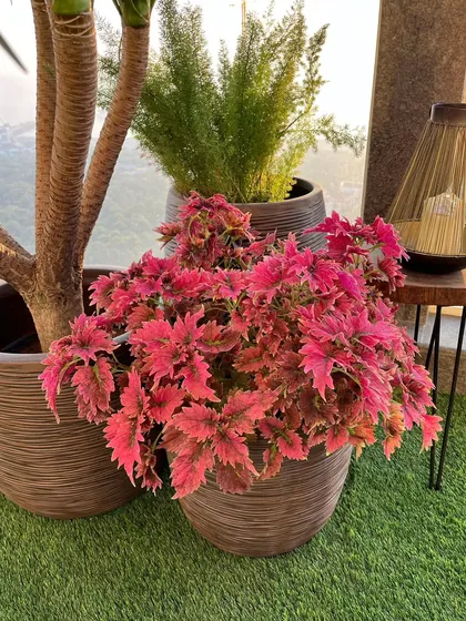 Sometimes the most humble plants steal the show. This bunch of Coleus adds an incredible pop of pink, proving you don't need flowers for vibrant color.