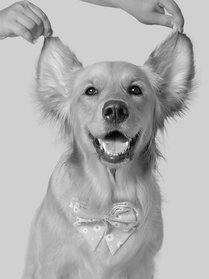 Priyanka - Family & Pet Photography Timeless Black & White photo 12