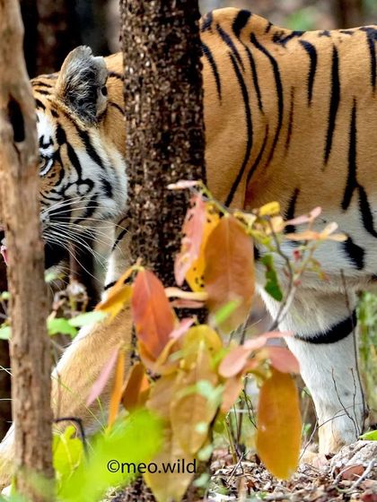 The jungle always has eyes. It is said that for every time we spot a tiger, they have spotted us 99 times. This photo, with the tigress peeking from behind a tree, really brings that spooky feeling to life.