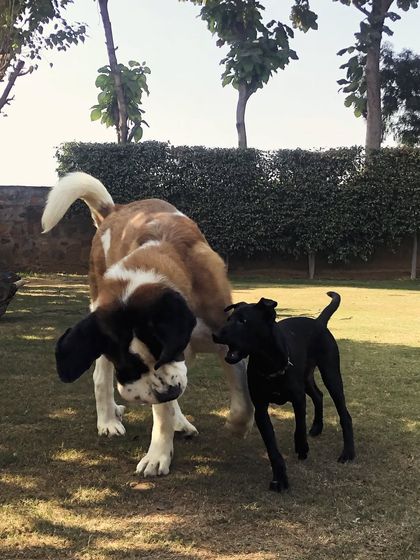 A gentle giant, the St. Bernard, has a friendly sniff and greeting with a smaller black dog.
