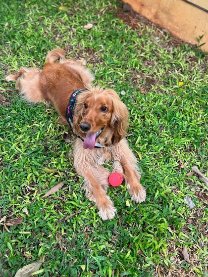 Relaxing in the grass with his red ball, enjoying a sunny day outdoors.