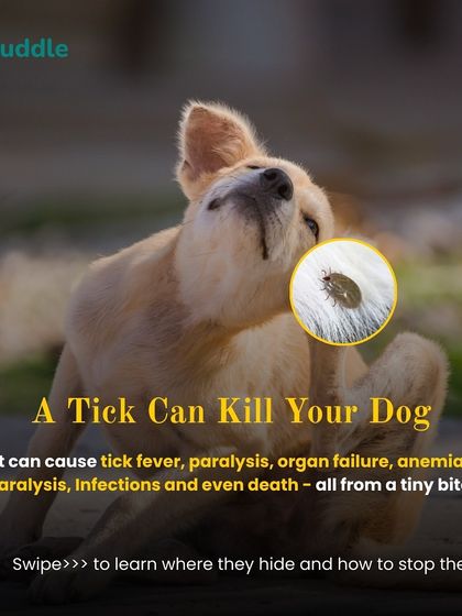 Kuddle - At-Home Veterinary Services Proactive Health & Prevention photo 4