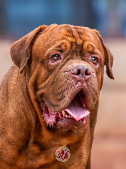 A close-up portrait of Rex, showing off his expressive, wrinkly face.