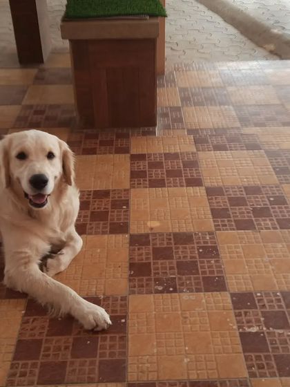 Snugglys Paw House - Pet Daycare The Paw House: Cozy Indoor Comforts photo 13