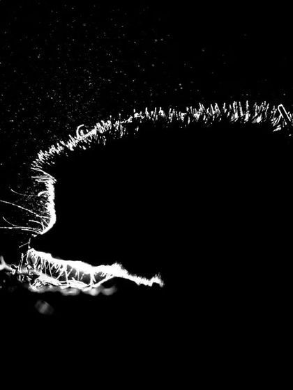 A rim-lit photograph of a long-eared hedgehog in the urban jungles of Gurgaon, creating an abstract and artistic portrait of this small mammal.