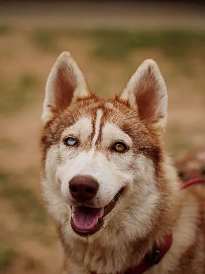 This is Luna, a stunning Husky with a resilient spirit. She has epilepsy, which is managed with simple, daily medication. We are always transparent about the needs of our special dogs, because we know the right family will see the amazing companion she is, not just her condition.