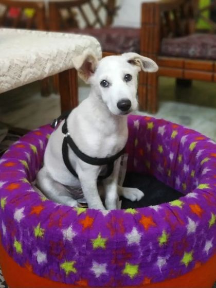 This little rescued pup found her favorite spot in this colorful dog bed. It's so rewarding to see them feel safe and secure.
