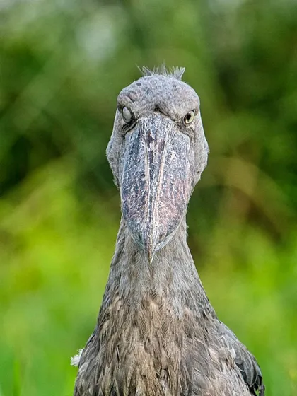 A Shoebill Stork gives a classic "Monday" look. Their expressive faces make them a favorite subject for capturing personality and humor.