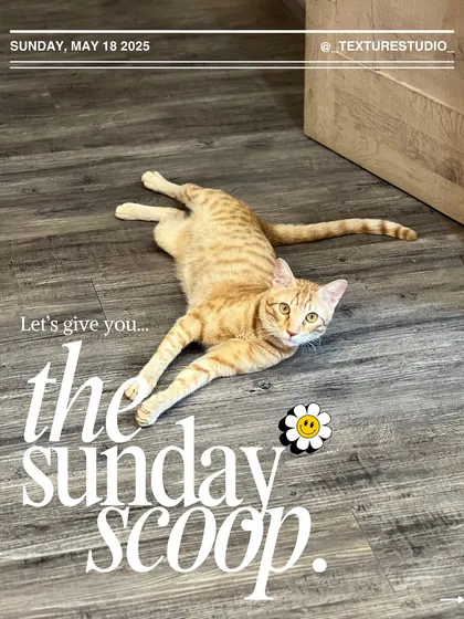 The real star of the Sunday Scoop, Sushi, lounging like he owns the place. Because he does.
