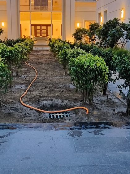 The beginning of a project: laying out the groundwork for a formal walkway using Ficus black and Ficus Rejnold trees.