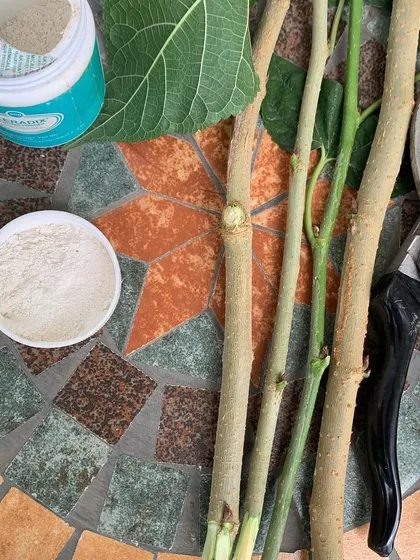 The tools of propagation: fresh mulberry cuttings, sharp pruning shears, and rooting hormone powder to encourage new growth.