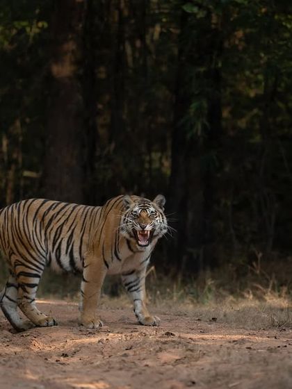 A tiger lets out a flehmen response, a fascinating behavior to capture.