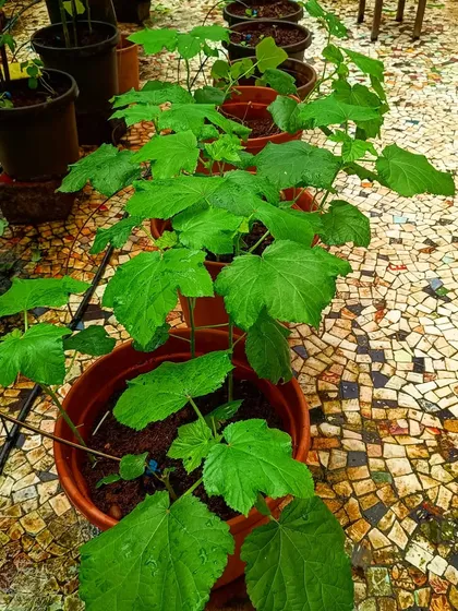 A row of young okra plants in terracotta pots, perfectly arranged on a mosaic-tiled terrace. We help you start your garden with healthy saplings and provide ongoing care to ensure they flourish.