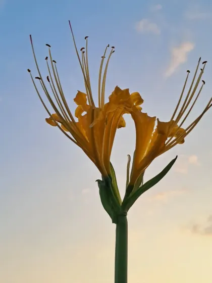 Bhardwaj - Urban Gardening Consultation A Riot of Colorful Flowers photo 69