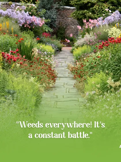Weeds can feel like a constant battle for any gardener. Our maintenance services include regular weeding to keep your garden beds clean and your plants healthy.