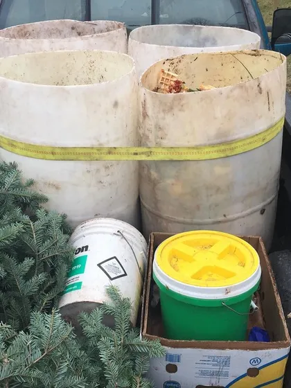 The back of the truck loaded with barrels and trees. This is a typical haul from our Monday pickup route, collecting food waste from across several towns.