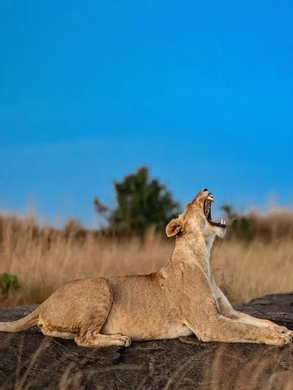 A lioness lets out a big yawn while basking on a rock. This common sight is often a sign of a well-fed and relaxed pride, enjoying the calm before the next hunt.