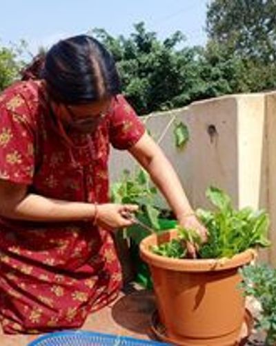 Organic Terrace Gardening