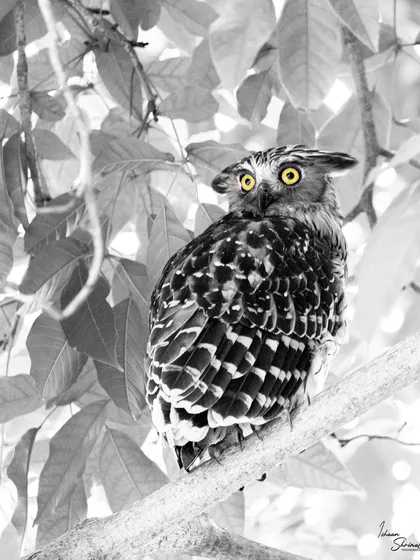 I found this Buffy Fish Owl in Dover, Singapore. This is a selective color shot, where I converted the image to black and white but kept the owl's intense yellow eyes, making them the piercing focal point of the portrait.