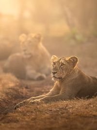 Wildlife Photography