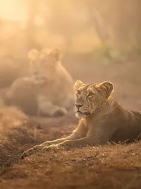 Wildlife Photography