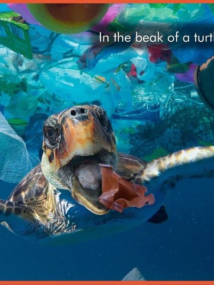 This heartbreaking image shows the direct impact of plastic pollution on marine life. Animals mistake our plastic trash for food, with devastating consequences. This is why we must fight to keep our oceans clean.