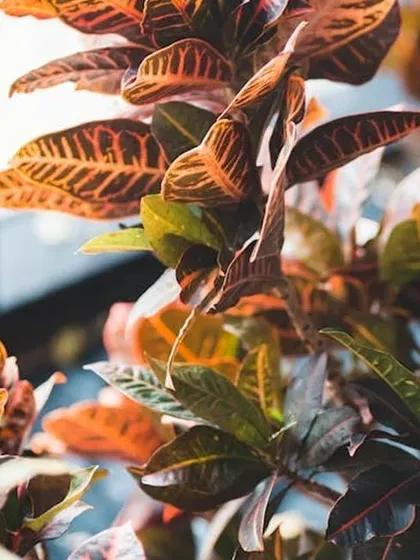 A close-up look at the incredible veining and color patterns on the leaves of a Croton Petra plant.