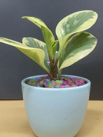 Gifts for Every Occasion photo 10