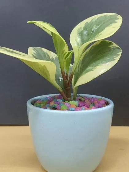 A variegated Peperomia in a simple blue pot, an excellent example of our versatile and affordable plant gift options.