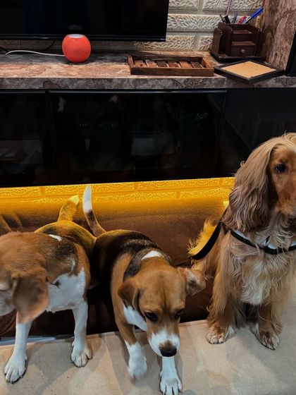 The moment right after the perfect shot, when chaos ensues again.