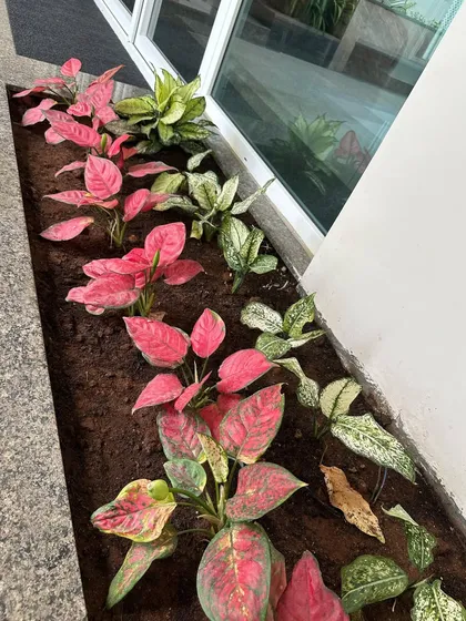 A row of colorful Aglaonema plants being planted in a garden bed. This shows part of our maintenance process, where we replace or add new plants to keep the landscape looking fresh and full.