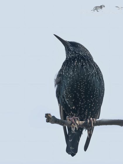 An immature European Starling, showing its darker, less spotted plumage.
