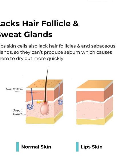 This infographic explains that lips lack hair follicles and sebaceous glands, meaning they cannot produce their own oil (sebum). This makes them dry out more quickly than the rest of your skin, requiring extra care and hydration.